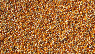 Niger : vers la reconstitution de la réserve alimentaire