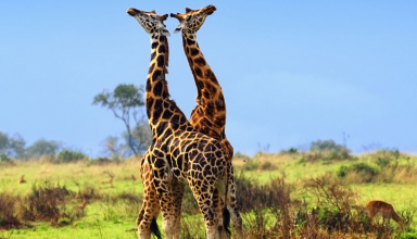 Au Bénin, il fera bientôt beau dans le parc de Pendjari