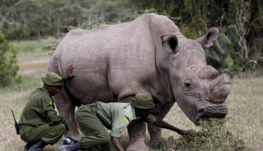  Le dernier rhinocéros blanc au monde est mort au Kenya