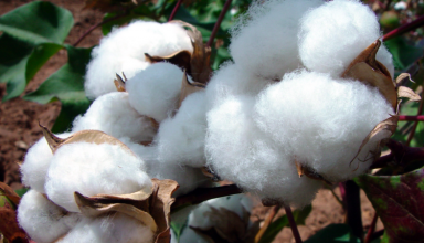 Le Kenya se prépare pour le coton OGM à partir de l&rsquo;année prochaine